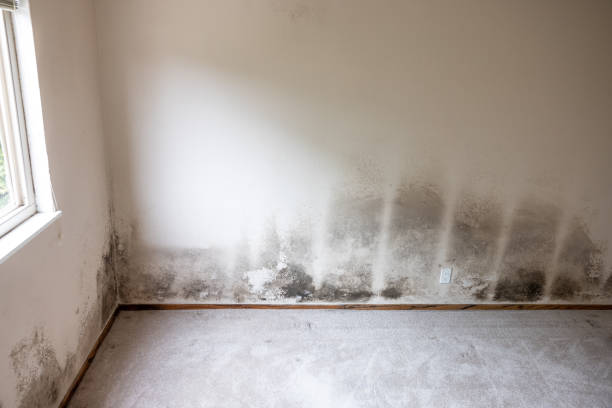 Best Attic Mold Removal  in Thompson Falls, MT