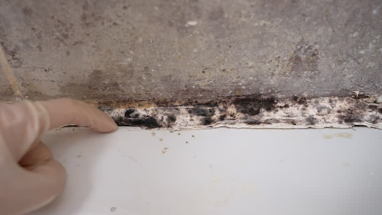 Best Black Mold Removal  in Thompson Falls, MT